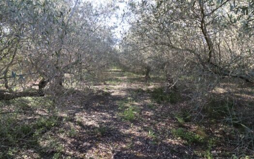 Finca en el Carreró Alcanar