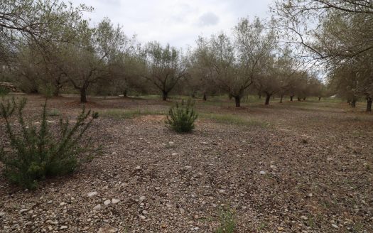 Finca de olivos