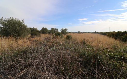 Finca de algarrobos.