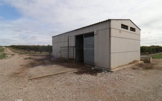Finca de mandarinos en producción