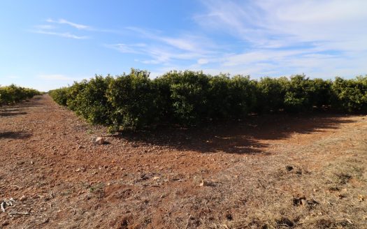 Finca rústica de Clemenules
