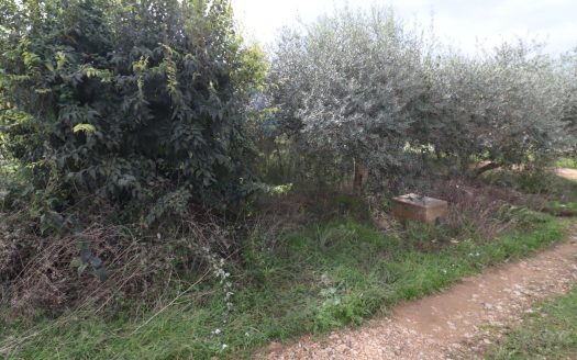 Finca rustica de 980 m2 a las afueras del pueblo. ideal para huerto!